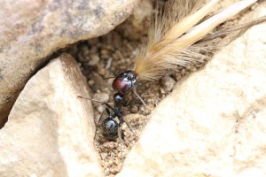 Major Messor barbarus en action 2, Les fourmis d'Andalousie (Espagne)
