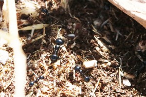 Ouvrières Messor bouvieri, Les fourmis d'Andalousie (Espagne)