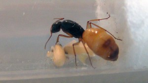 Gyne Camponotus turkestanus, [Blog] Camponotus turkestanus