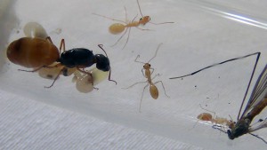 Diptère Tipulidae en souffrance, [Blog] Camponotus turkestanus