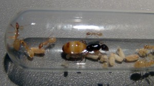 Camponotus turkestanus (03/11/18), [Blog] Camponotus turkestanus