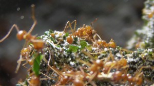 Zoom ouvrière sur fungus, **Fin**[Blog] Les Atta cephalotes radioactives ²³⁵U