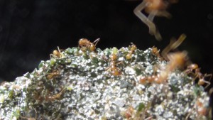 Feuilles en décomposition sur fungus, **Fin**[Blog] Les Atta cephalotes radioactives ²³⁵U