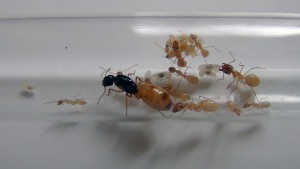 Camponotus turkestanus (21/12/18), [Blog] Camponotus turkestanus