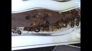 Et premières grosses têtes X), [Blog] Les Camponotus nicobarensis "polygynes"