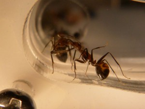 La bise entre frangines, faut bien se nourrir vous diront-elles, [Blog] Les Camponotus nicobarensis "polygynes"