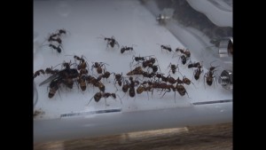 R.I.P. Freddy la mouche, [Blog] Les Camponotus nicobarensis "polygynes"