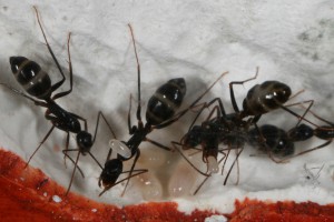 Compte 1, [Blog] Camponotus barbaricus