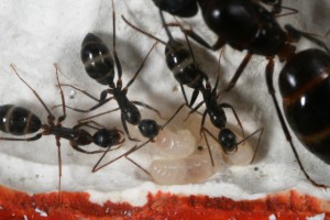 larves 4, [Blog] Camponotus barbaricus