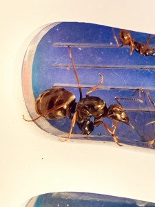 Encore mieux là, [Serviformica sp.] Camponotus ?