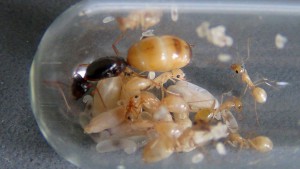 Camponotus turkestanus (02/<br />04/2019), [Blog] Camponotus turkestanus