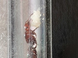 Gyne Crematogaster scutellaris avec ses œufs et larves au 13/04/2019, **Fin**[Blog] Crematogaster scutellaris