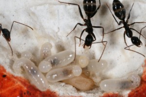 Couvain 1, [Blog] Camponotus barbaricus