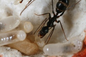 Couvain 2, [Blog] Camponotus barbaricus