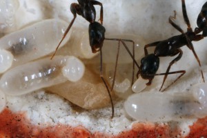 Couvain 3, [Blog] Camponotus barbaricus