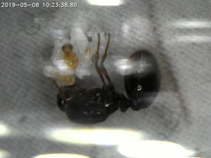 Gyne rouge et son couvain avancé, [Blog] Mes Solenopsis fugax