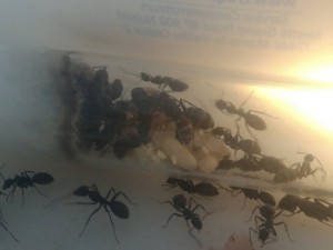 Encore du couvain avec beaucoup d’œufs, [Blog] Camponotus vagus