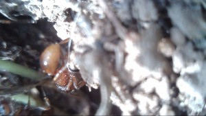 Fourmi jardin 2, [Myrmica specoides] Demande confirmation identification Myrmica rubra