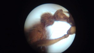 microscope3, [Myrmica specoides] Demande confirmation identification Myrmica rubra