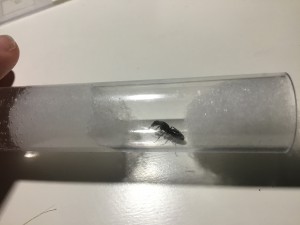 Gyne Camponotus, **Fin**[Blog] Camponotus pennsylvanicus