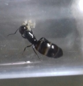 La voilà, [Camponotus lateralis] Demande d'identification