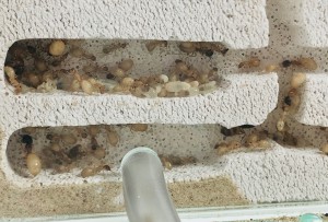 Couvain Camponotus turkestanus, Présentation de mes fondations et colonies
