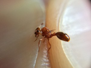 Profil 1, [Myrmica rubra] Gyne leptothorax ?