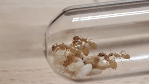 Camponotus turkestanus (12/<br />07/2019), [Blog] Camponotus turkestanus