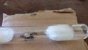 Nid et fondation, [Blog] Camponotus Lateralis