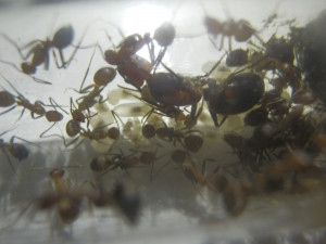 La famille au grand complet 2, [Blog] Messor aegyptiacus et Camponotus nicobarensis