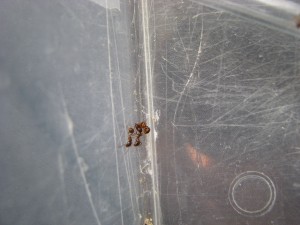 [Blog] Aphaenogaster subterranea, Transport.jpg