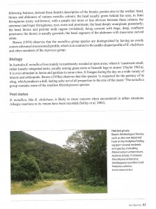 Recherche d'informations sur : Rhytidoponera metallica, Rhymetallica02.jpg