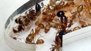 [Blog] Camponotus cf. pseudoirritans, P1020361.JPG