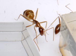 [Blog] Camponotus cf. pseudoirritans, P1020366.JPG