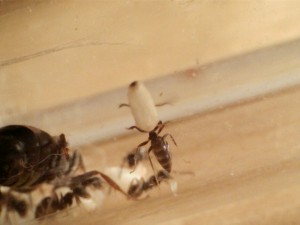 Yeah ! C'est super-ant sans sa cape :P, [Blog] Les Lasius niger d'Arthur (Thu-thur)