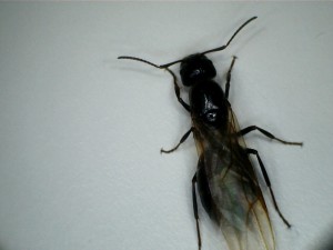 [Camponotus] Identification princesse ou mâle  de mon jardin, f1.jpg