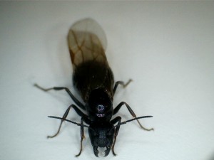 [Camponotus] Identification princesse ou mâle  de mon jardin, f2.jpg
