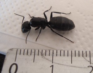[Camponotus] Identification gyne de grande taille, Gyne_1.jpg