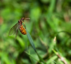 [Concours Photo] Aout 2012 : Les fourmis dans leur milieu naturel, 1.jpg