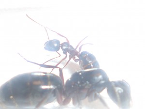 Mme la gyne et une de ses servantes..., [Blog] Les Camponotus aethiops d'Arthur (Thu-thur)