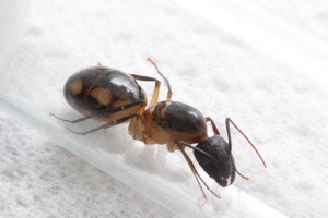 Gyne Camponotus maculatus, Faire facilement de la photomicrographie