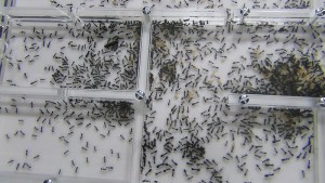 [Blog] Camponotus dolendus, DSC00251.JPG
