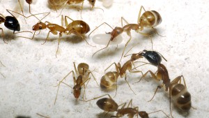 [Blog] Camponotus cf. pseudoirritans, P1020775.JPG