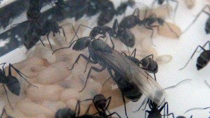 [Blog] Camponotus dolendus, -DSC00295.jpg