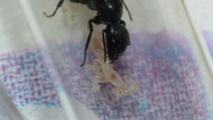 [Blog] Camponotus vagus, P1030864.JPG