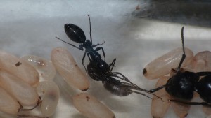 On s'occupe de la nymphe sous le regard attentif de la reine !, [Blog] Camponotus vagus