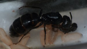 Qui met également la &quot;patte à la pâte&quot;..., [Blog] Camponotus vagus