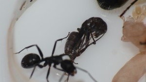 Puis on laisse traîner ..., [Blog] Camponotus vagus