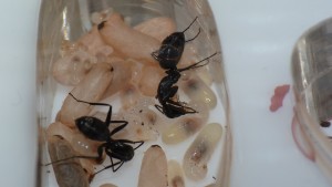 Miam !, [Blog] Camponotus vagus