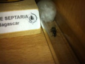 Image flou de ma gyne niger, Besoin d'information sur mes Lasius et sur un projet de fourmilière